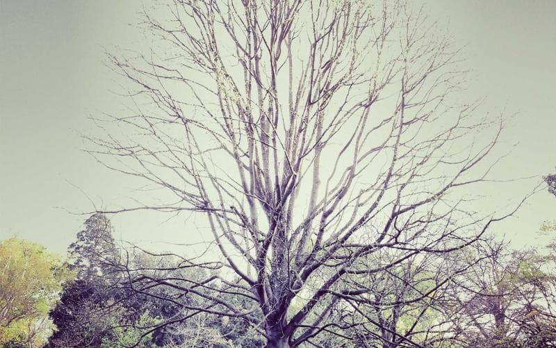 Adobe Creative Suite